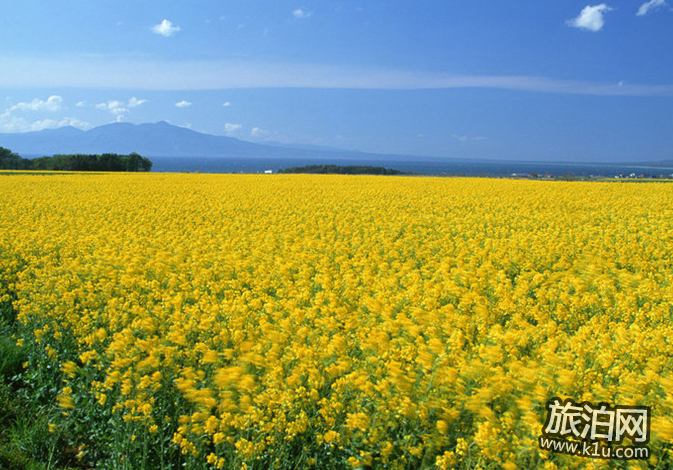 2018汉中油菜花节时间+交通+门票 2018汉中油菜花节时间+交通+门票