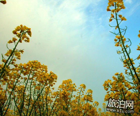 2018汉中油菜花节时间+交通+门票 2018汉中油菜花节时间+交通+门票