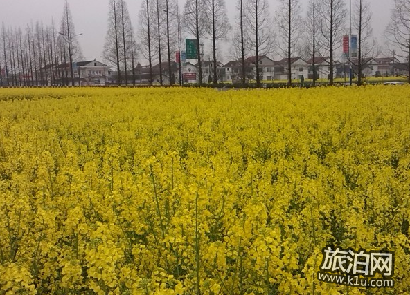 2018晋州油菜花赏花攻略 晋州油菜花什么时候开 2018晋州油菜花赏花攻略 晋州油菜花什么时候开