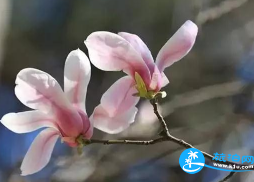 温江春天赏花地点有哪些 2018温江赏花攻略门票+推荐线路 温江春天赏花地点有哪些 2018温江赏花攻略门票+推荐线路