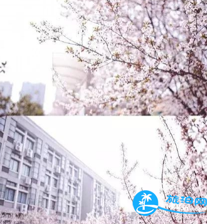 温江春天赏花地点有哪些 2018温江赏花攻略门票+推荐线路 温江春天赏花地点有哪些 2018温江赏花攻略门票+推荐线路