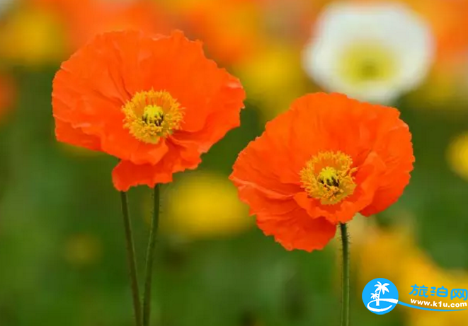 2018桂林赏花时间表 桂林哪里可以赏花花期+地址 2018桂林赏花时间表 桂林哪里可以赏花花期+地址