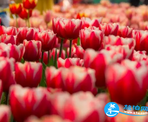 2018桂林赏花时间表 桂林哪里可以赏花花期+地址 2018桂林赏花时间表 桂林哪里可以赏花花期+地址