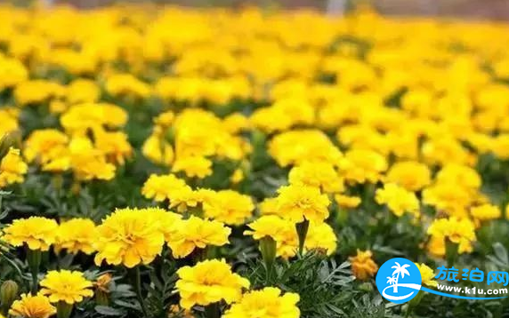 温江春天赏花地点有哪些 2018温江赏花攻略门票+推荐线路 温江春天赏花地点有哪些 2018温江赏花攻略门票+推荐线路