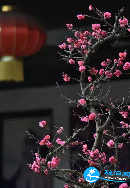 温江春天赏花地点有哪些 2018温江赏花攻略门票+推荐线路 温江春天赏花地点有哪些 2018温江赏花攻略门票+推荐线路