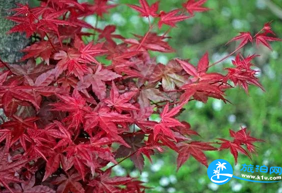 温江春天赏花地点有哪些 2018温江赏花攻略门票+推荐线路 温江春天赏花地点有哪些 2018温江赏花攻略门票+推荐线路