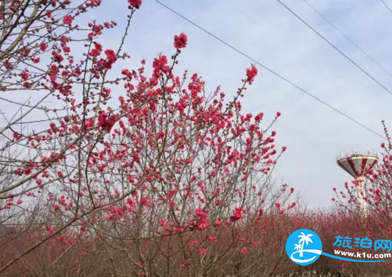 2018桂林赏花时间表 桂林哪里可以赏花花期+地址 2018桂林赏花时间表 桂林哪里可以赏花花期+地址