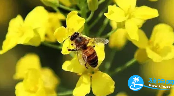 温江春天赏花地点有哪些 2018温江赏花攻略门票+推荐线路 温江春天赏花地点有哪些 2018温江赏花攻略门票+推荐线路