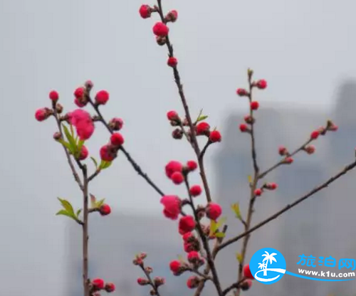 2018桂林赏花时间表 桂林哪里可以赏花花期+地址 2018桂林赏花时间表 桂林哪里可以赏花花期+地址