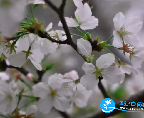 2018桂林赏花时间表 桂林哪里可以赏花花期+地址 2018桂林赏花时间表 桂林哪里可以赏花花期+地址