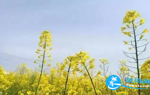 温江春天赏花地点有哪些 2018温江赏花攻略门票+推荐线路 温江春天赏花地点有哪些 2018温江赏花攻略门票+推荐线路