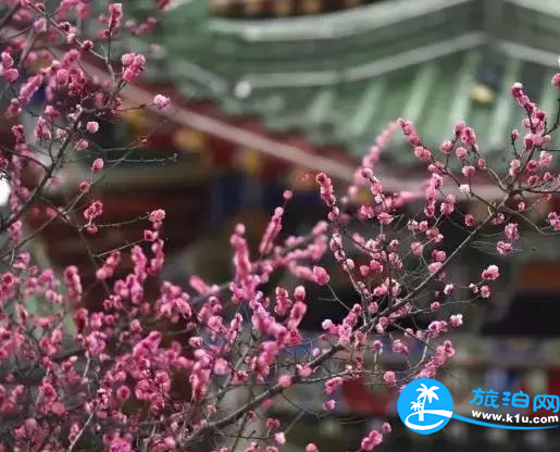 温江春天赏花地点有哪些 2018温江赏花攻略门票+推荐线路 温江春天赏花地点有哪些 2018温江赏花攻略门票+推荐线路