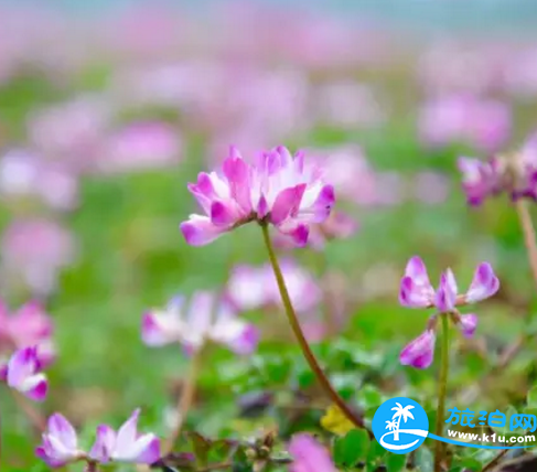 2018桂林赏花时间表 桂林哪里可以赏花花期+地址 2018桂林赏花时间表 桂林哪里可以赏花花期+地址