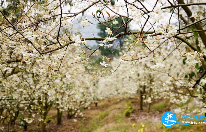 2018桂林赏花时间表 桂林哪里可以赏花花期+地址 2018桂林赏花时间表 桂林哪里可以赏花花期+地址