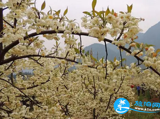 2018桂林赏花时间表 桂林哪里可以赏花花期+地址 2018桂林赏花时间表 桂林哪里可以赏花花期+地址