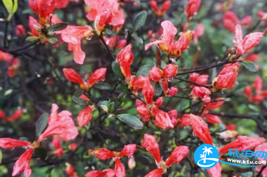 2018桂林赏花时间表 桂林哪里可以赏花花期+地址 2018桂林赏花时间表 桂林哪里可以赏花花期+地址