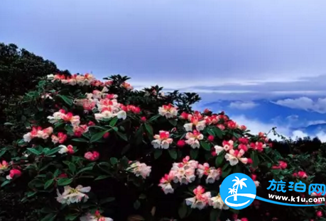 2018桂林赏花时间表 桂林哪里可以赏花花期+地址 2018桂林赏花时间表 桂林哪里可以赏花花期+地址