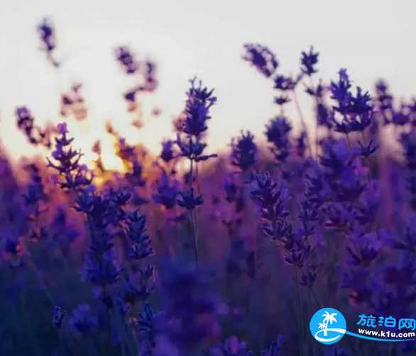 2018桂林赏花时间表 桂林哪里可以赏花花期+地址 2018桂林赏花时间表 桂林哪里可以赏花花期+地址