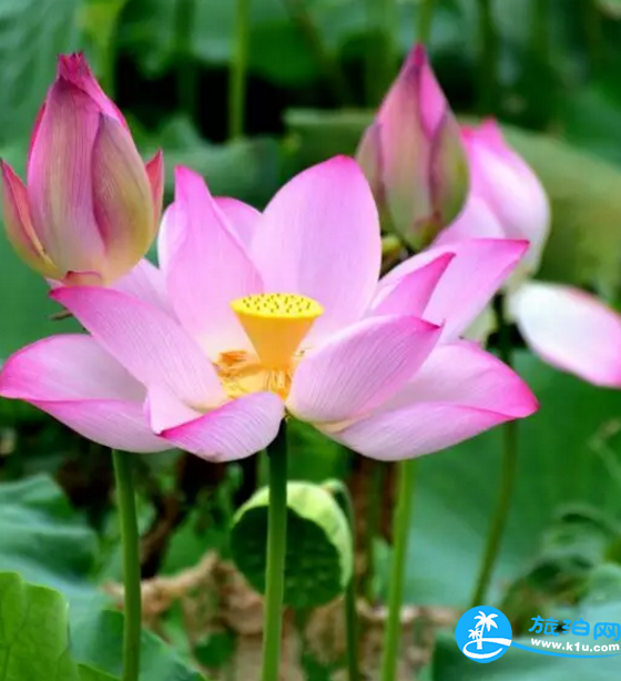 2018桂林赏花时间表 桂林哪里可以赏花花期+地址 2018桂林赏花时间表 桂林哪里可以赏花花期+地址