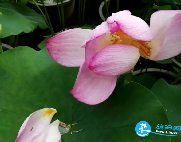 2018桂林赏花时间表 桂林哪里可以赏花花期+地址 2018桂林赏花时间表 桂林哪里可以赏花花期+地址