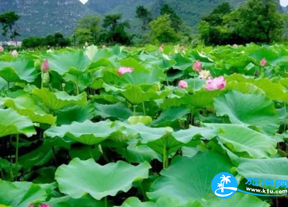 2018桂林赏花时间表 桂林哪里可以赏花花期+地址 2018桂林赏花时间表 桂林哪里可以赏花花期+地址