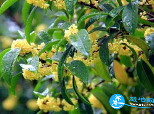 2018桂林赏花时间表 桂林哪里可以赏花花期+地址 2018桂林赏花时间表 桂林哪里可以赏花花期+地址