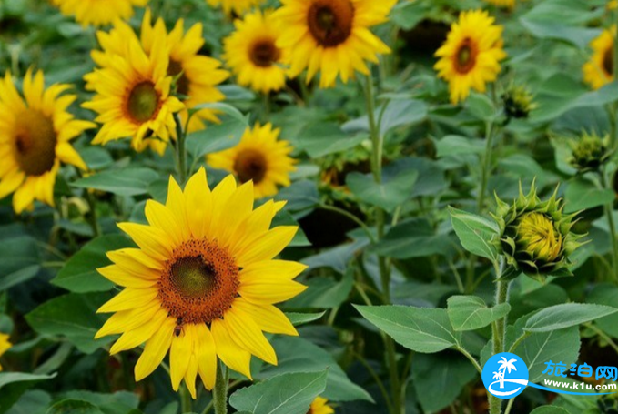 2018桂林赏花时间表 桂林哪里可以赏花花期+地址 2018桂林赏花时间表 桂林哪里可以赏花花期+地址