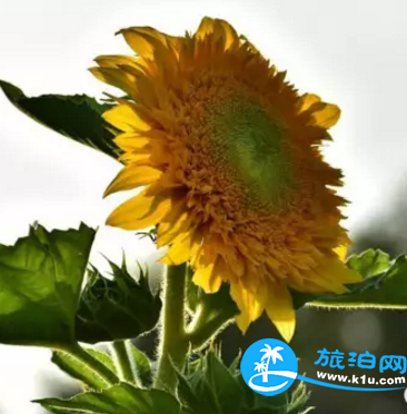 2018桂林赏花时间表 桂林哪里可以赏花花期+地址 2018桂林赏花时间表 桂林哪里可以赏花花期+地址
