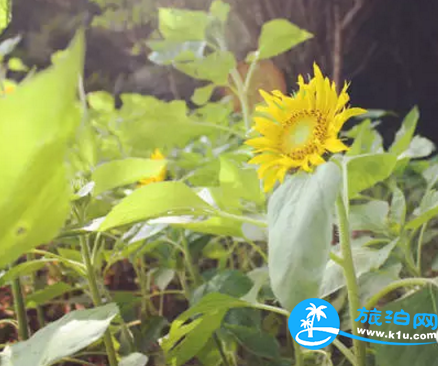 2018桂林赏花时间表 桂林哪里可以赏花花期+地址 2018桂林赏花时间表 桂林哪里可以赏花花期+地址