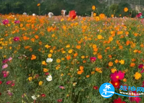 2018桂林赏花时间表 桂林哪里可以赏花花期+地址 2018桂林赏花时间表 桂林哪里可以赏花花期+地址