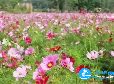 2018桂林赏花时间表 桂林哪里可以赏花花期+地址 2018桂林赏花时间表 桂林哪里可以赏花花期+地址