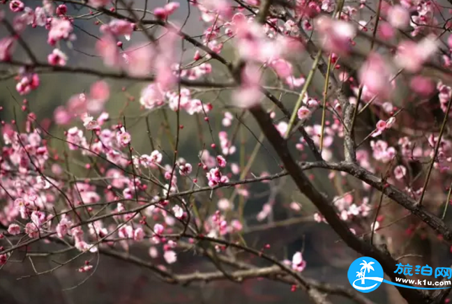 2018桂林赏花时间表 桂林哪里可以赏花花期+地址 2018桂林赏花时间表 桂林哪里可以赏花花期+地址