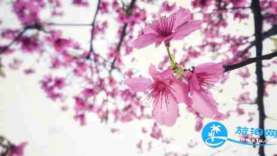 南宁春天赏花地点有哪些 2018南宁赏花地址+门票 南宁春天赏花地点有哪些 2018南宁赏花地址+门票