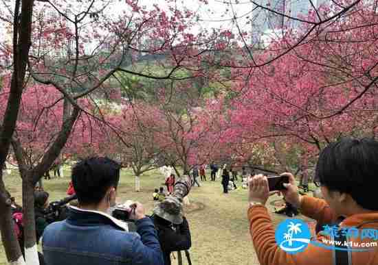 南宁春天赏花地点有哪些 2018南宁赏花地址+门票 南宁春天赏花地点有哪些 2018南宁赏花地址+门票