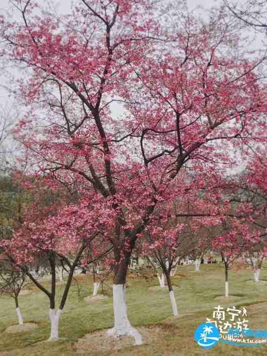 南宁春天赏花地点有哪些 2018南宁赏花地址+门票 南宁春天赏花地点有哪些 2018南宁赏花地址+门票