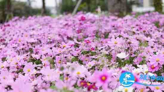 南宁春天赏花地点有哪些 2018南宁赏花地址+门票 南宁春天赏花地点有哪些 2018南宁赏花地址+门票