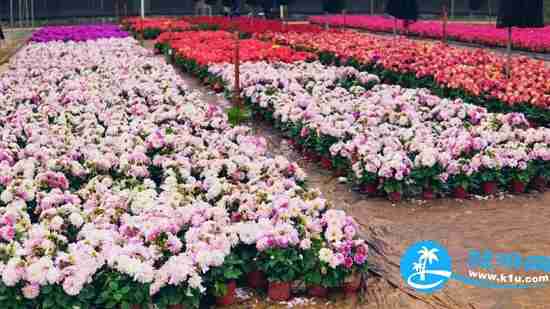 南宁春天赏花地点有哪些 2018南宁赏花地址+门票 南宁春天赏花地点有哪些 2018南宁赏花地址+门票