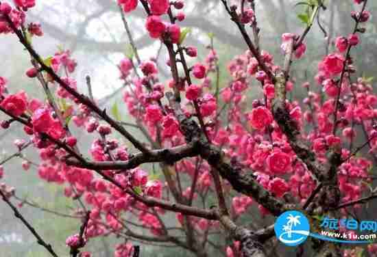 南宁春天赏花地点有哪些 2018南宁赏花地址+门票 南宁春天赏花地点有哪些 2018南宁赏花地址+门票