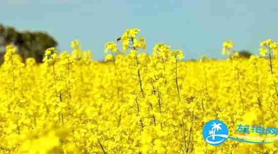 南宁春天赏花地点有哪些 2018南宁赏花地址+门票 南宁春天赏花地点有哪些 2018南宁赏花地址+门票