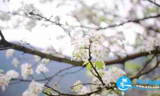 南宁春天赏花地点有哪些 2018南宁赏花地址+门票 南宁春天赏花地点有哪些 2018南宁赏花地址+门票