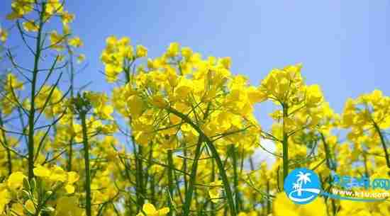南宁春天赏花地点有哪些 2018南宁赏花地址+门票 南宁春天赏花地点有哪些 2018南宁赏花地址+门票