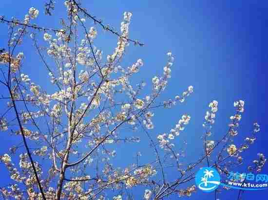 南宁春天赏花地点有哪些 2018南宁赏花地址+门票 南宁春天赏花地点有哪些 2018南宁赏花地址+门票