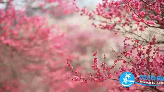 南宁春天赏花地点有哪些 2018南宁赏花地址+门票 南宁春天赏花地点有哪些 2018南宁赏花地址+门票
