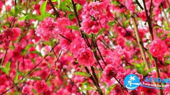 南宁春天赏花地点有哪些 2018南宁赏花地址+门票 南宁春天赏花地点有哪些 2018南宁赏花地址+门票