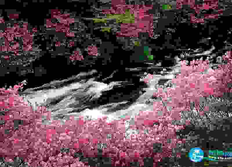 2018湖北赏花地图 湖北赏花的地方有哪些 2018湖北赏花地图 湖北赏花的地方有哪些