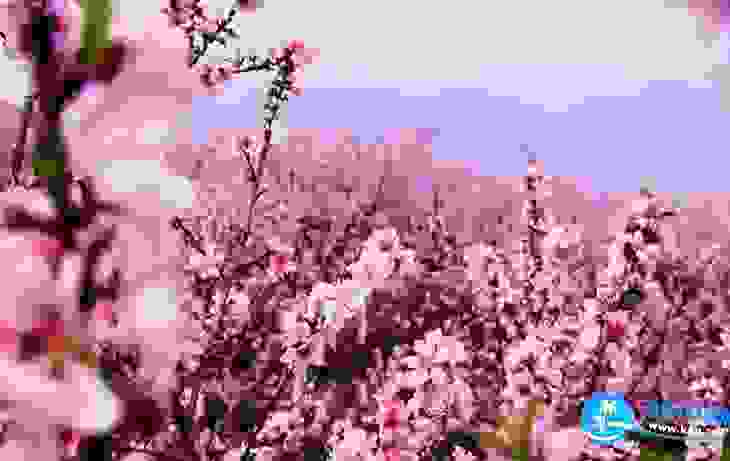 2018湖北赏花地图 湖北赏花的地方有哪些 2018湖北赏花地图 湖北赏花的地方有哪些
