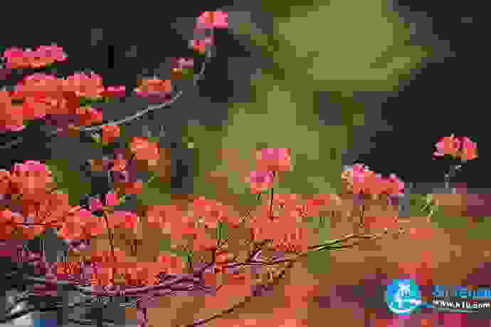2018湖北赏花地图 湖北赏花的地方有哪些 2018湖北赏花地图 湖北赏花的地方有哪些