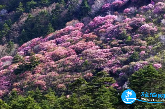 2018湖北赏花地图 湖北赏花的地方有哪些 2018湖北赏花地图 湖北赏花的地方有哪些