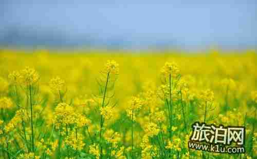 罗平油菜花什么时候开 2018罗平油菜花赏花攻略