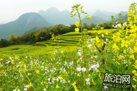 罗平油菜花什么时候开 2018罗平油菜花赏花攻略 罗平油菜花什么时候开 2018罗平油菜花赏花攻略